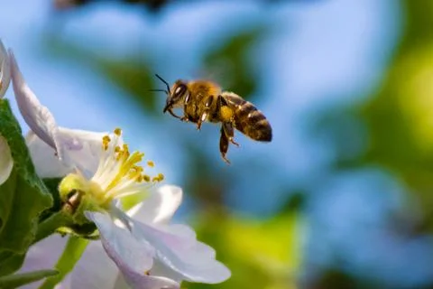 Honey bee, pollination process Stock Photos