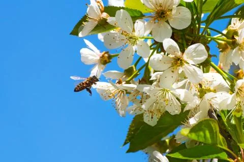 Honey bee, pollination process Stock Photos