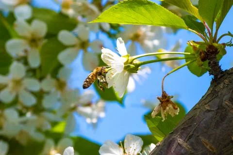 Honey bee, pollination process Stock Photos