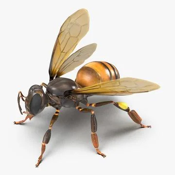 Honey Bee Pose 2 3D Model