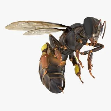 Honey Bee Pose 3 3D Model