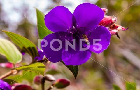 Honey bee on purple flower dazzled by choices on diffuse leafy background Stock Photos