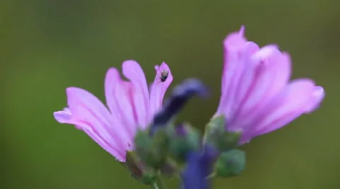 Honey Bee on a purple flower Stock Footage 45779900