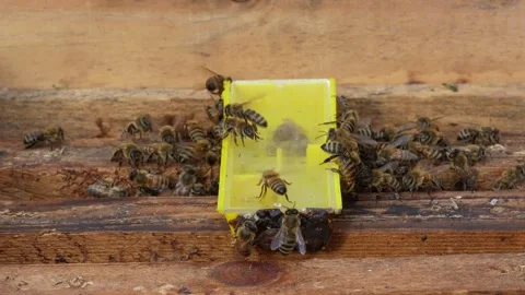 Honey Bee Queen Cage Surrounded by Worker Bees During Hive Introduction Stock Footage 340867494