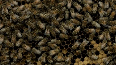 Honey Bee Queen Stock Footage 91040945