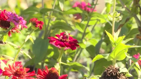 Honey bee on red flower Stock Footage 221989249