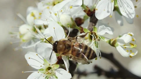 Honey bee resting on fruit tree flower, rear view Stock Footage 237215907