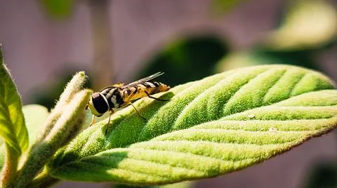 Honey bee resting on a leaf 写真素材