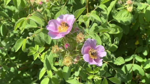 Honey Bee In Rose Hip Bush Flower 動画素材 242217536
