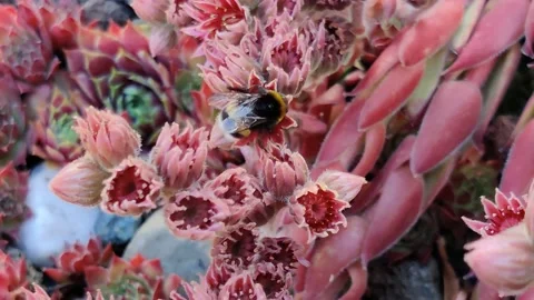 Honey Bee Searching For Nectar in a Pink Flower of a Succulent Plant Stock Footage 134890104