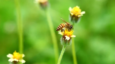 Honey Bee seeking nectar on Spanish Needle blossom Stock Footage 201397216