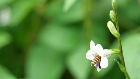 Honey Bee seeking nectar on white flower in field with natural green background Stock Footage 132933718
