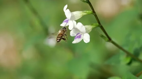 Honey Bee seeking nectar on white flower in field with natural green background Stock Footage 132933733