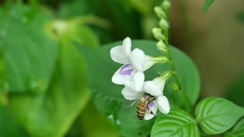 Honey Bee seeking nectar on white Chinese violet blossom Stock Footage 141503419