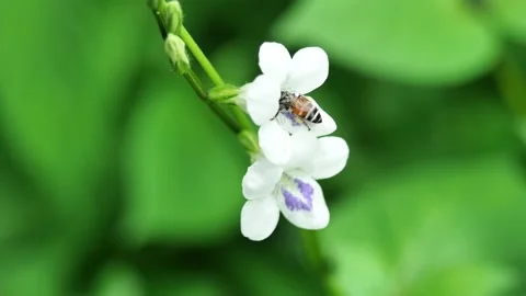 Honey Bee seeking nectar on white Chinese violet blossom Stock-Footage 162724629
