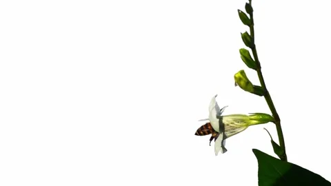 Honey bee seeking nectar on white Chinese violet blossom Stock Footage 222876812