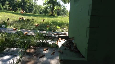 Honey bee sequence at hive outside and inside Video stock 265491562