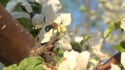 Honey bee sits down and then flies away from flower. Slow motion, 480 fps Video stock 123155497