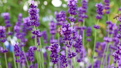 A honey bee sits on the fragrant lavender flowers. Video stock 156854687