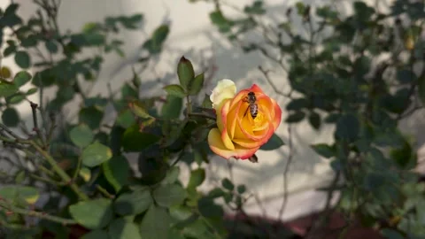 Honey bee sitting on blooming rose a rests on the petals of a bicolor while Vídeo Stock 342587155