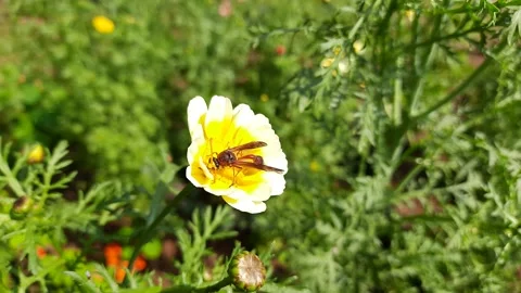 A honey bee sitting crown daisy flower. Stock Footage 173715341