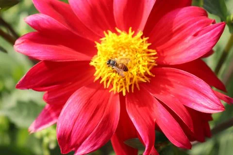 A honey bee sitting on a red and yellow blossomed dahlia Stock Photos