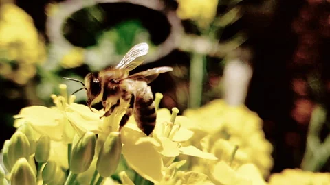 HONEY BEE ( SLOW MOTION CLOSE UP) LANDING ON YELLOW FLOWER Stock Footage 249426685