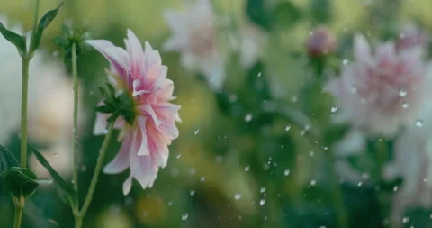 Honey Bee in Slow Motion Stock Footage 250390492