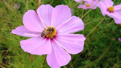 Honey Bee spends time at 3 different flowers -pollinator Stock Footage 104584212