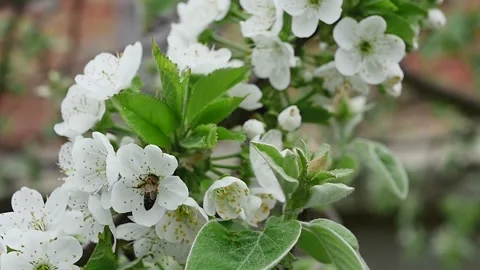 A honey bee on a spring branch full of white blooming flowers collects necta Vídeos de archivo 271219938