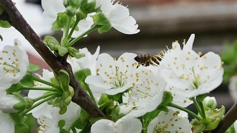 A honey bee on a spring branch full of white blooming flowers collects necta Vídeos de archivo 271220052