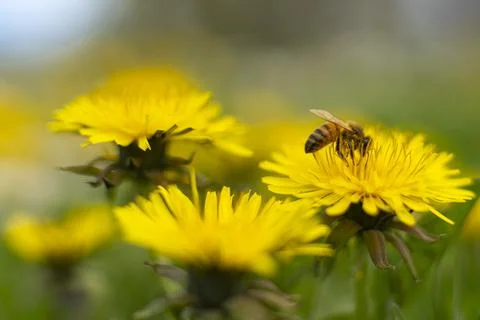 Honey Bee Springtime Scene pollinating Yellow Dandelion Flowers Stock Photos
