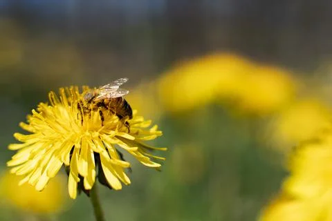 Honey Bee Springtime Scene pollinating Yellow Dandelion Flowers Stock Photos