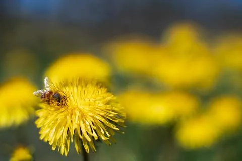 Honey Bee Springtime Scene pollinating Yellow Dandelion Flowers Stock Photos