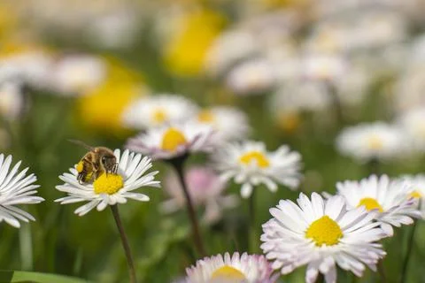 Honey Bee Springtime Scene pollinating White and Yellow Daisy Flowers Stock Photos