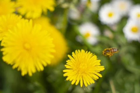 Honey Bee Springtime Scene pollinating Yellow Dandelion Flowers Stock Photos