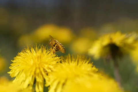 Honey Bee Springtime Scene pollinating Yellow Dandelion Flowers Stock Photos
