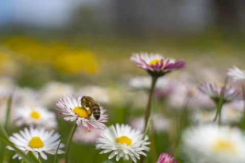 Honey Bee Springtime Scene pollinating White and Yellow Daisy Flowers Stock Photos
