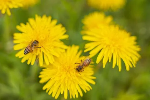 Honey Bee Springtime Scene pollinating Yellow Dandelion Flowers Stock Photos