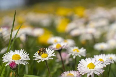 Honey Bee Springtime Scene pollinating White and Yellow Daisy Flowers Foto stock