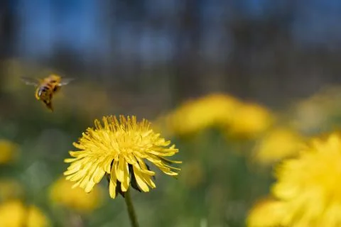 Honey Bee Springtime Scene pollinating Yellow Dandelion Flowers Foto stock