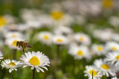 Honey Bee Springtime Scene pollinating White and Yellow Daisy Flowers Stock Photos