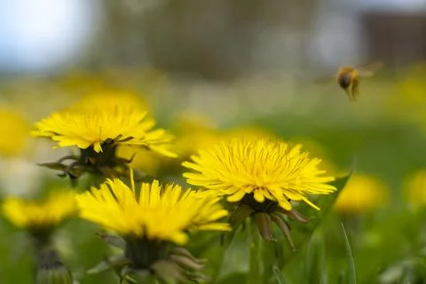 Honey Bee Springtime Scene pollinating Yellow Dandelion Flowers Stock Photos