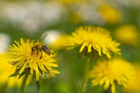 Honey Bee Springtime Scene pollinating Yellow Dandelion Flowers Stock Photos