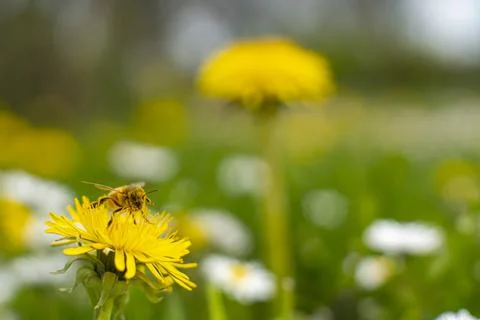 Honey Bee Springtime Scene pollinating Yellow Dandelion Flowers Stock Photos