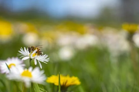 Honey Bee Springtime Scene pollinating White and Yellow Daisy Flowers Foto stock