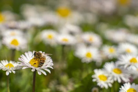 Honey Bee Springtime Scene pollinating White and Yellow Daisy Flowers Stock Photos