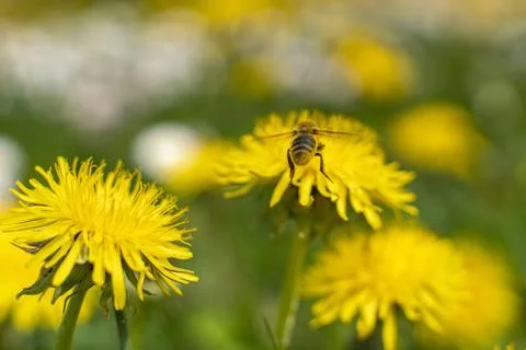 Honey Bee Springtime Scene pollinating Yellow Dandelion Flowers Stock Photos