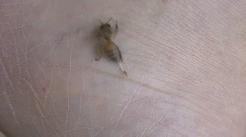 Honey bee stinging a person's hand. Stock-Footage 64803702