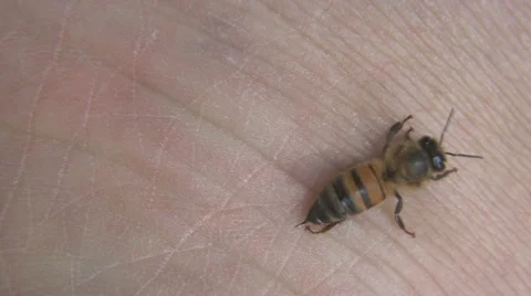 Honey bee stinging a person's hand. Stock Footage 64803708